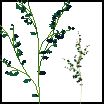 Weepgrass